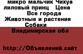 микро мальчик Чихуа лиловый принц › Цена ­ 90 - Все города Животные и растения » Собаки   . Владимирская обл.